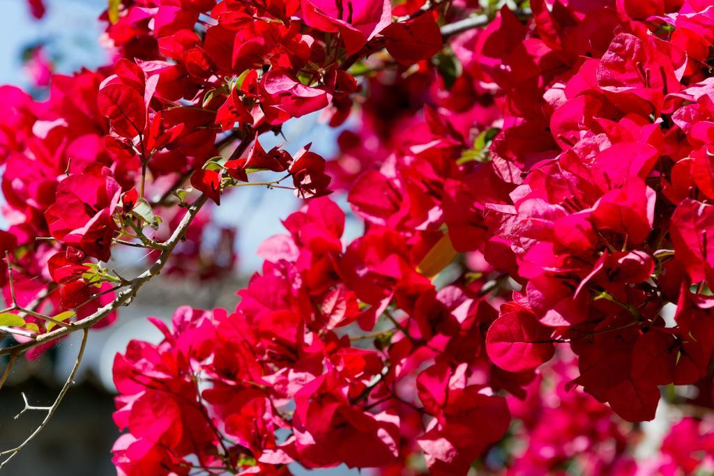 Hotel Can Roses Сольер Экстерьер фото